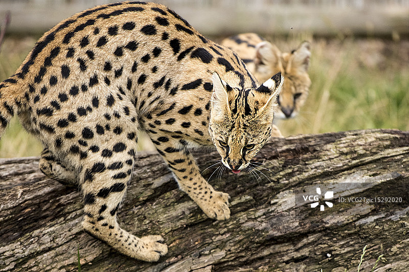 狞猫系列图片素材