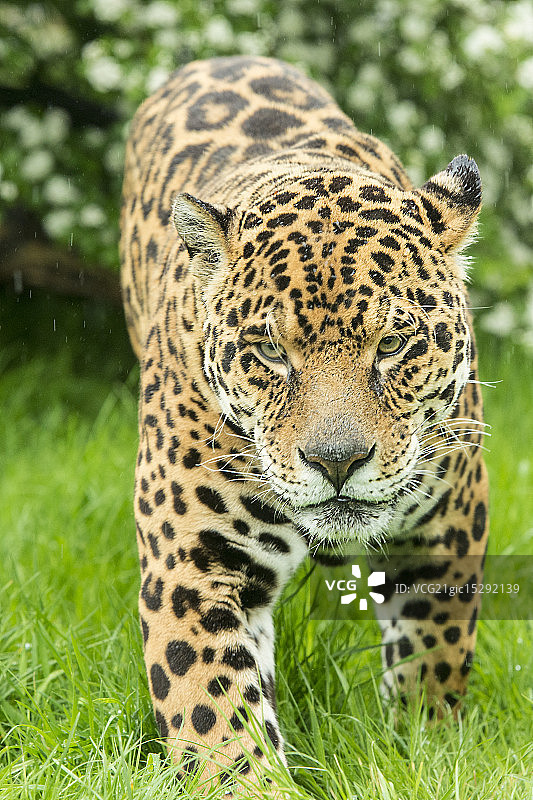 捷豹系列图片素材