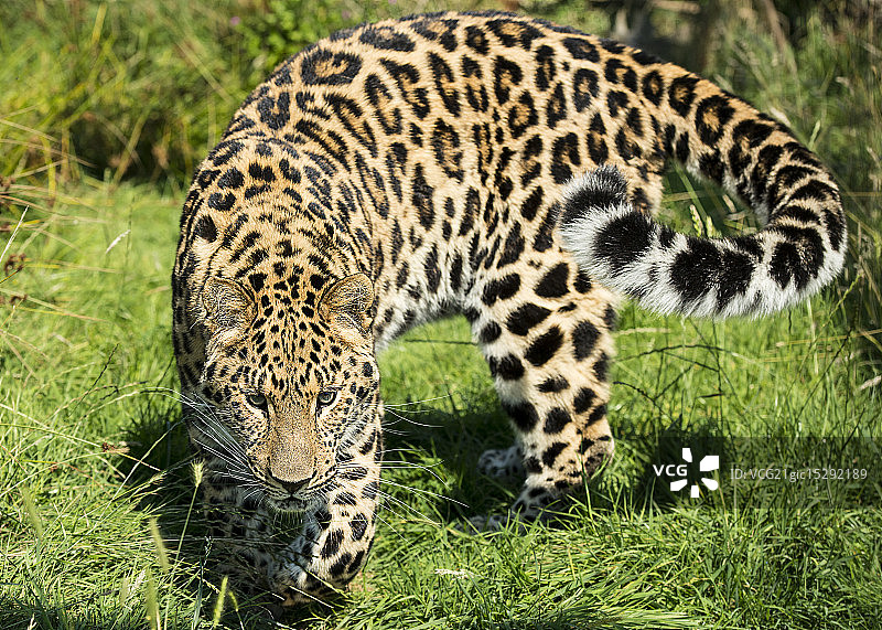 远东豹系列图片素材