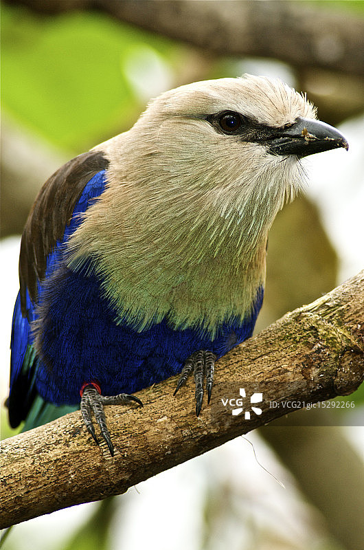 笑翠鸟图片素材