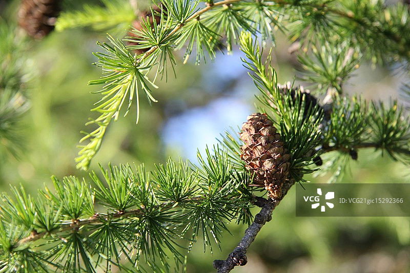 与落叶松的近距离接触图片素材
