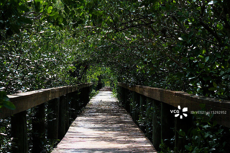 红树林树冠图片素材