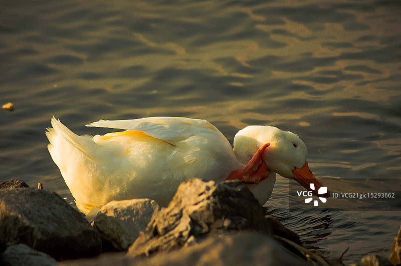 池塘生物图片素材