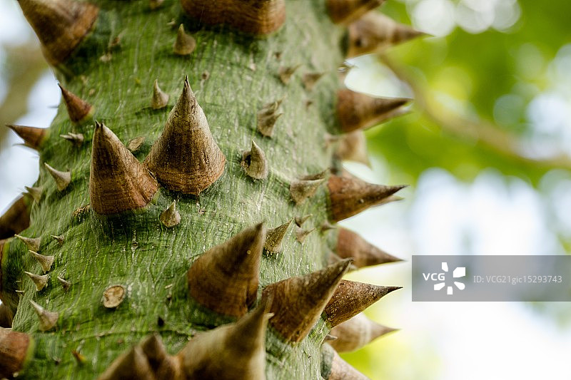 带刺的树图片素材