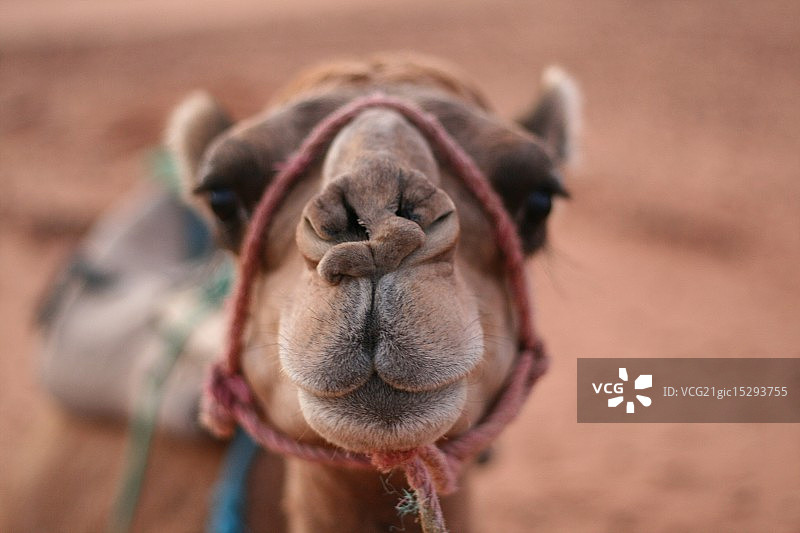 微笑的单峰骆驼图片素材