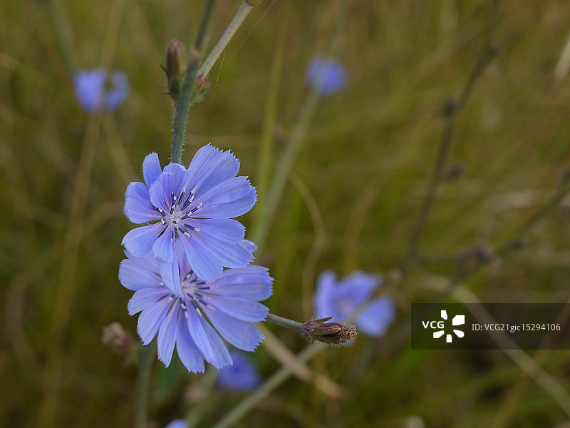 菊苣图片素材