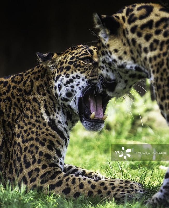 年轻的美洲虎图片素材