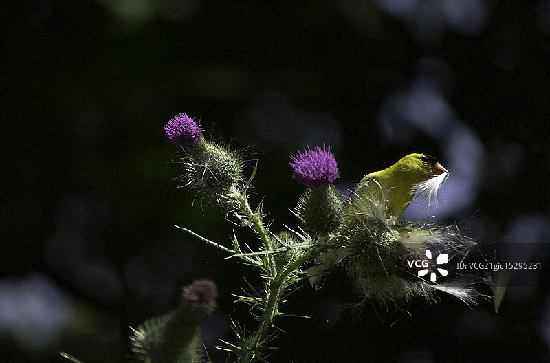 美国金翅雀图片素材