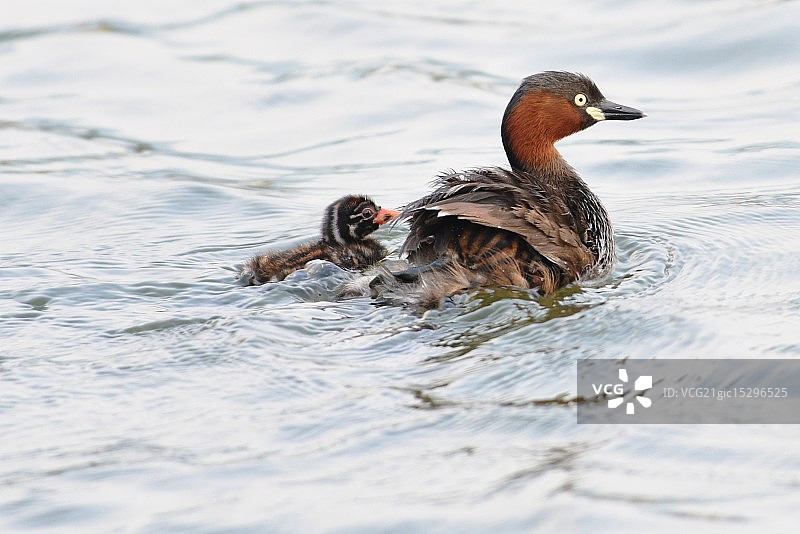 小格里布图片素材