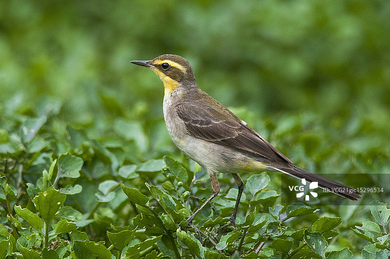 黄鹡鸰图片素材
