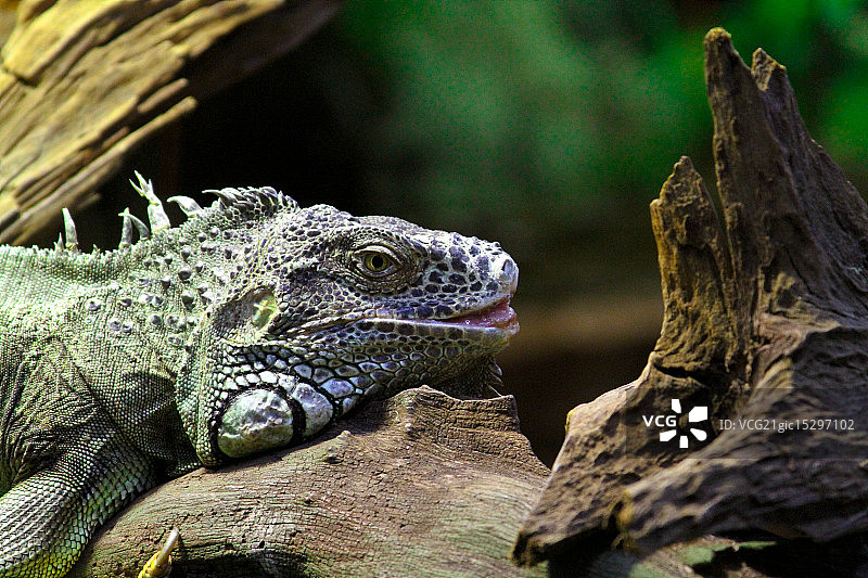 绿鬣蜥图片素材