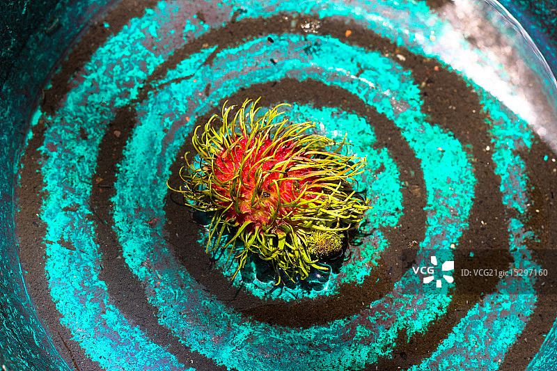 红毛丹和水桶图片素材