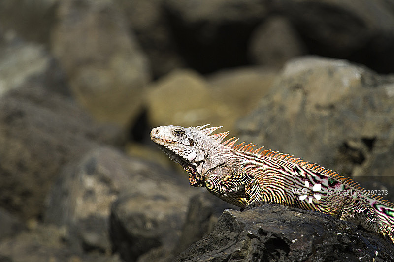 科基海滩鬣蜥图片素材