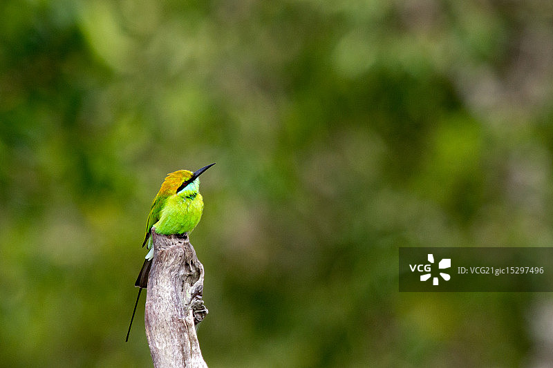 绿喉蜂虎图片素材