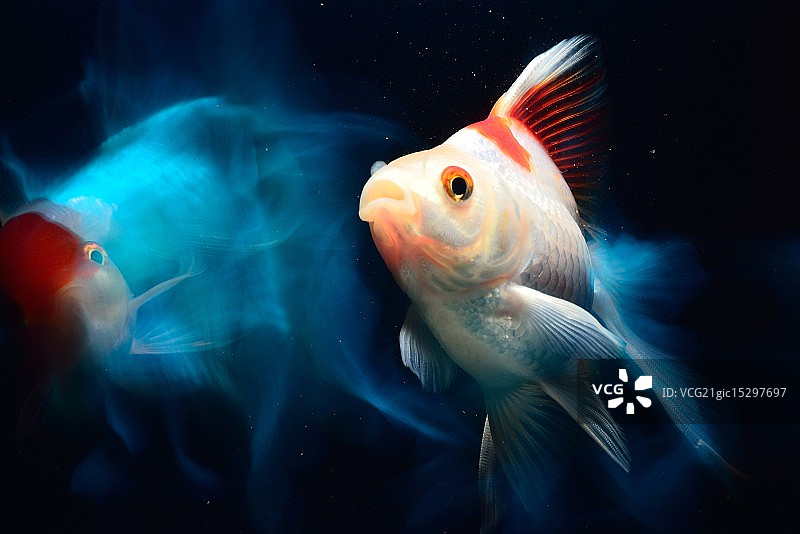 白色金鱼图片素材