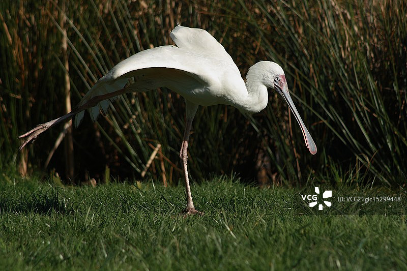 欧亚琵鹭图片素材