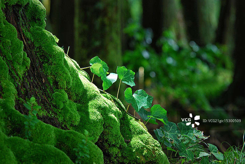 常春藤（洋常春藤）图片素材