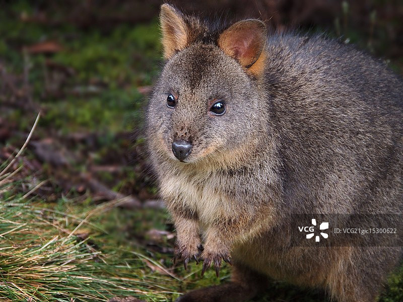 小家伙图片素材