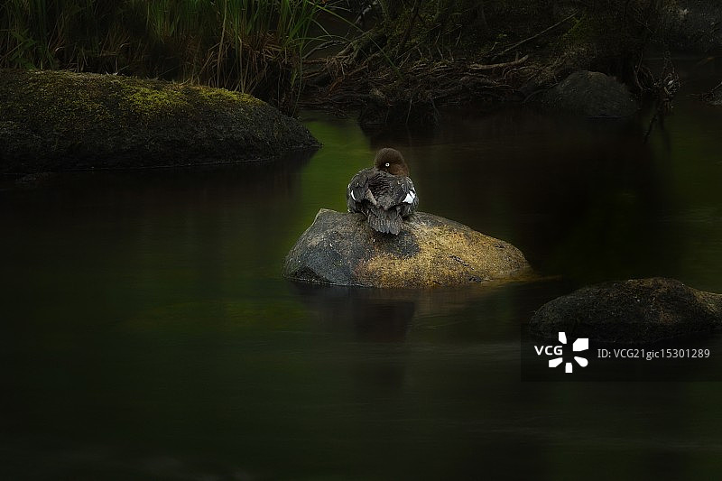 普通鹊鸭图片素材