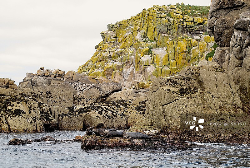 灰海豹图片素材