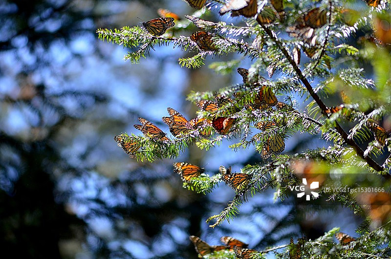 帝王蝶图片素材