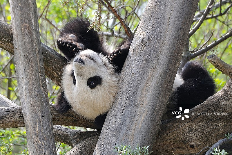 树丛中的福宝图片素材
