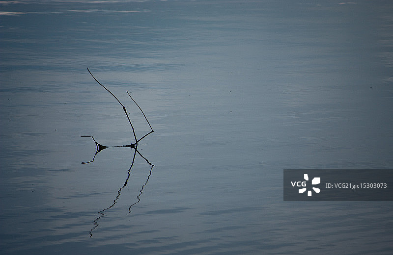 条状鱼图片素材