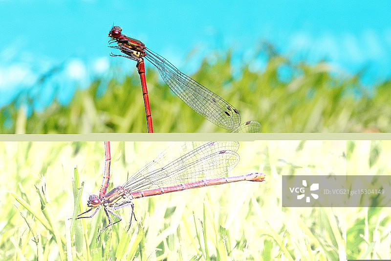 花园里的爱图片素材