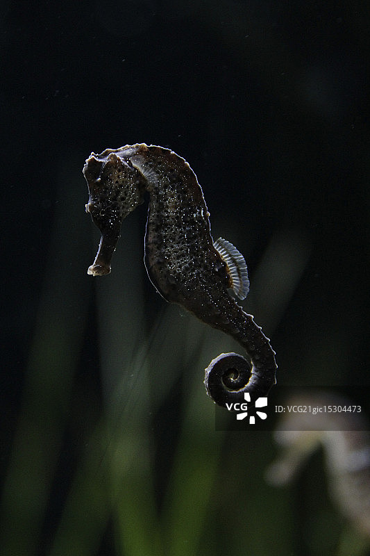 黑色海马图片素材