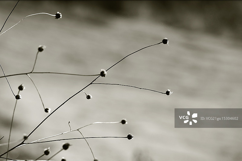 奇异世界的植物图片素材