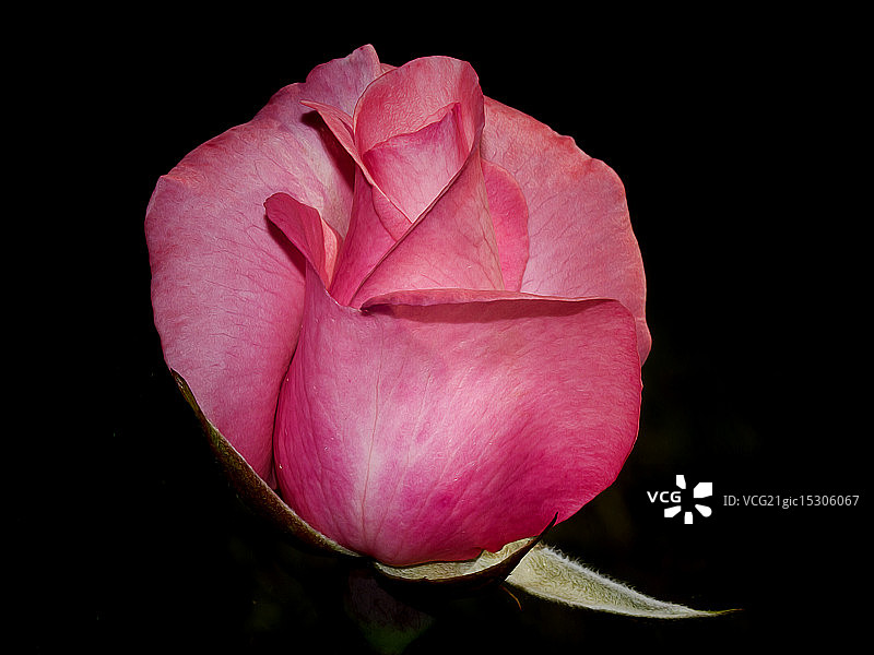 粉红色的图片素材