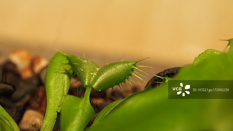 食肉植物图片素材