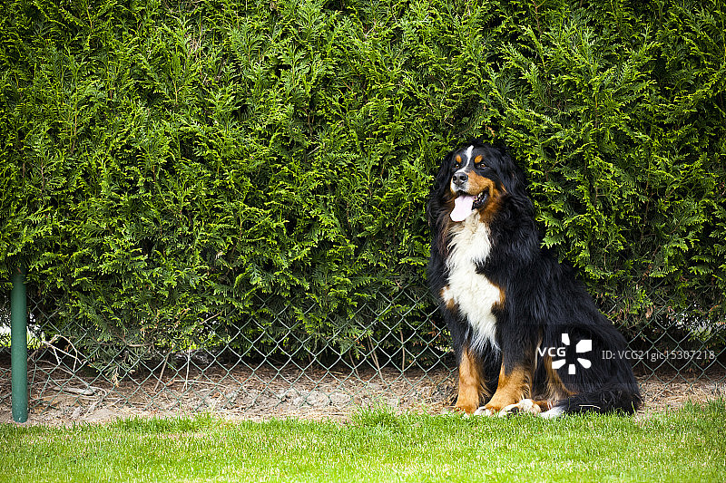 小狗摆姿势图片素材