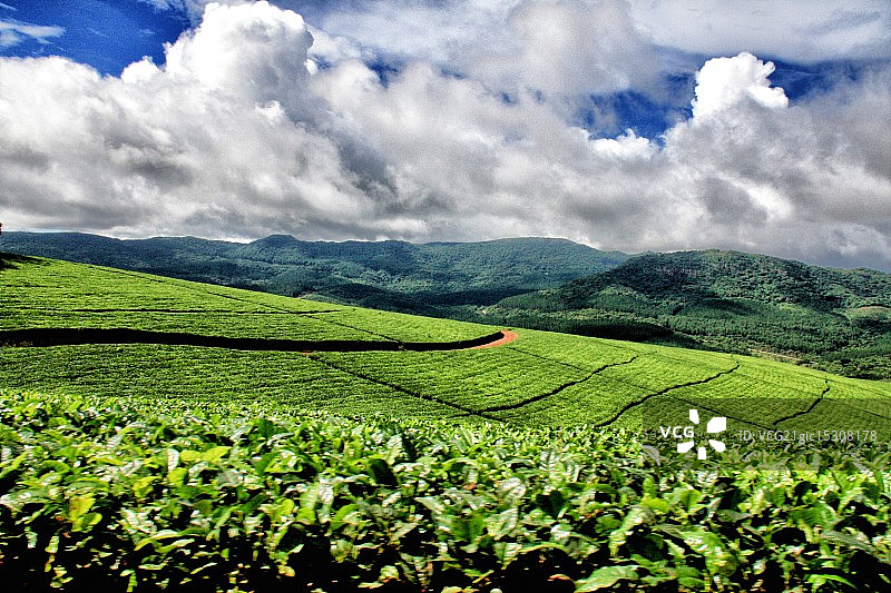 绿色林波波图片素材