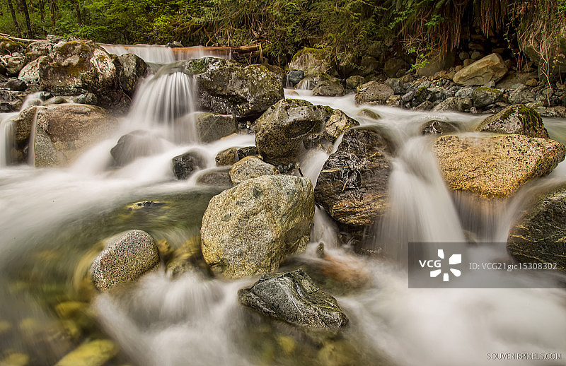 金色耳朵溪流图片素材