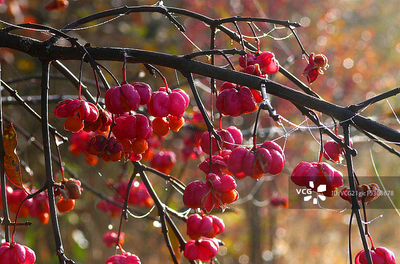 卫矛树图片素材