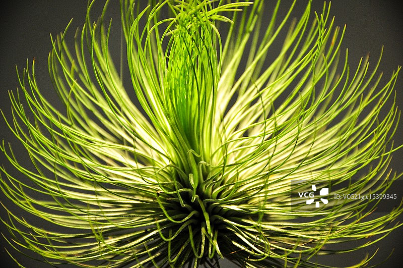 空气凤梨图片素材