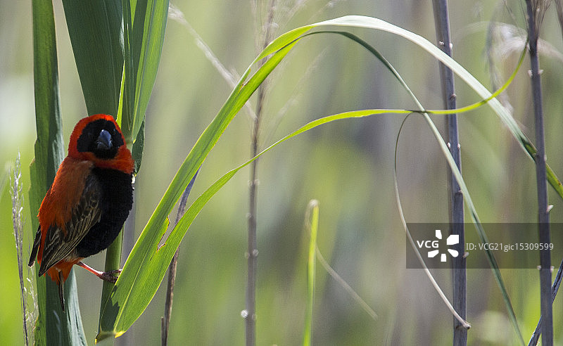 红主教鸟图片素材