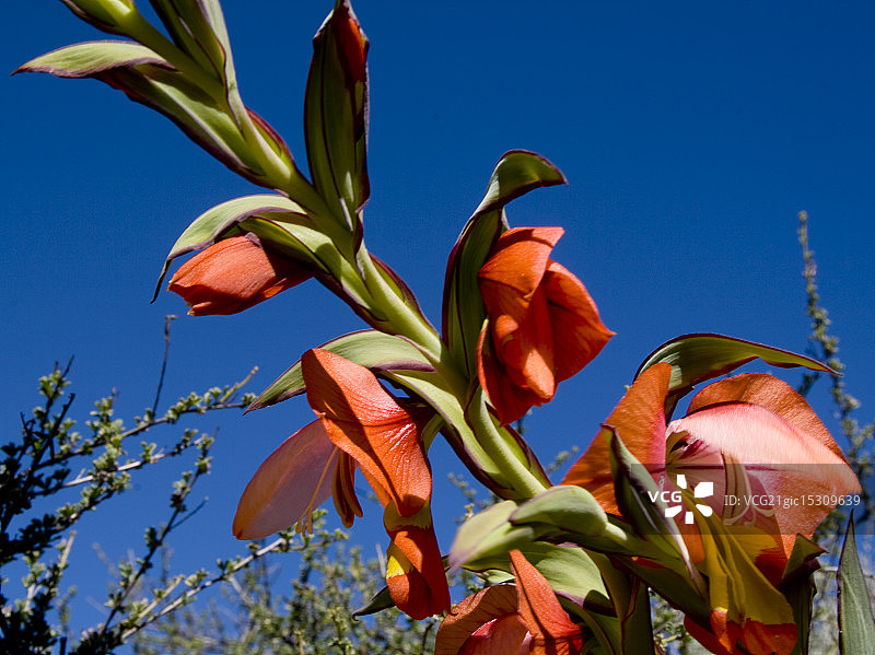 唐菖蒲图片素材