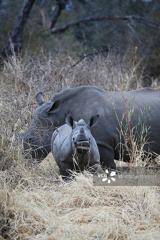 犀牛母子图片素材