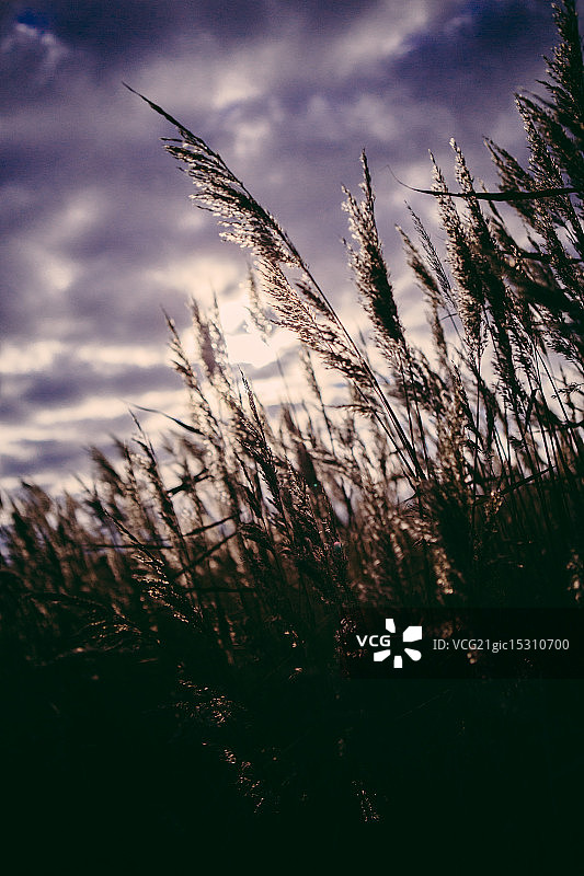 傍晚时分的黑麦田图片素材