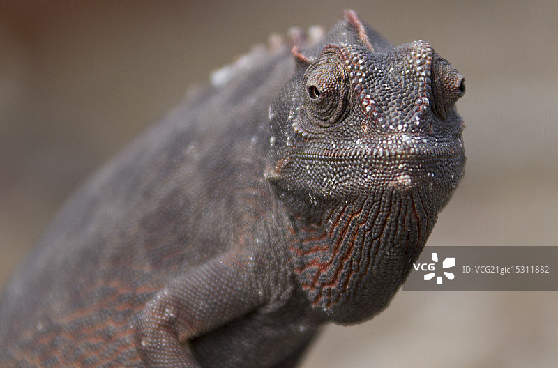 翻领变色龙图片素材