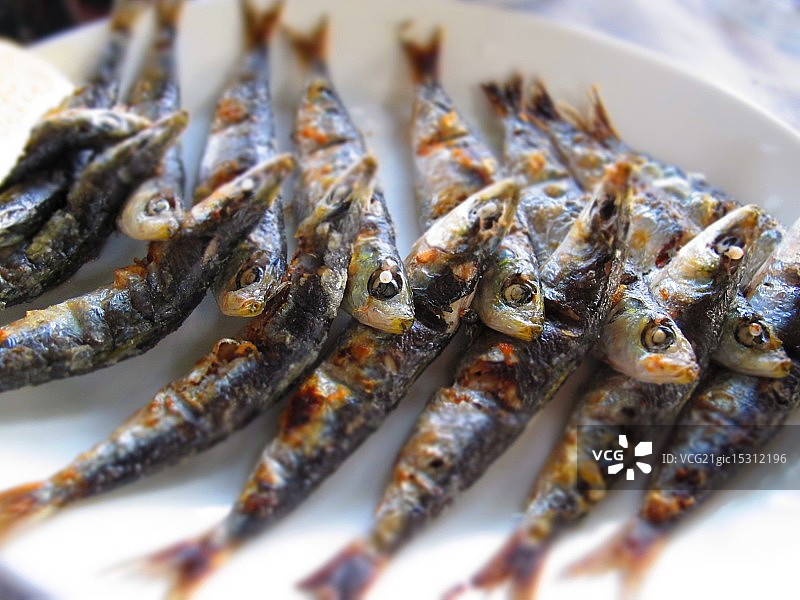 沙丁鱼图片素材