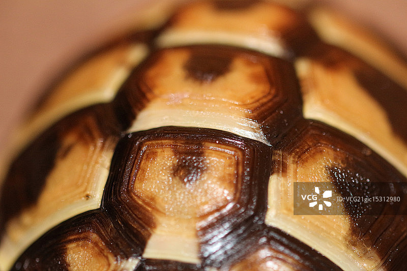 乌龟壳图片素材