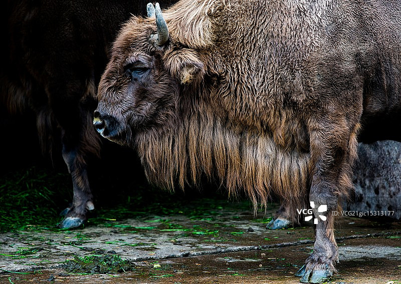 欧洲野牛图片素材