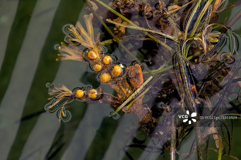 海藻图片素材