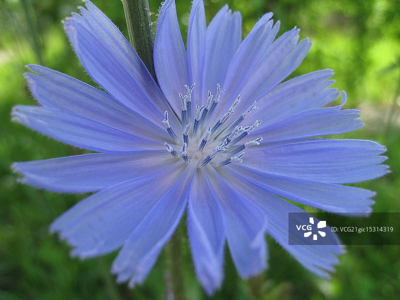 菊苣花图片素材