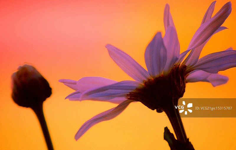 香雪兰图片素材