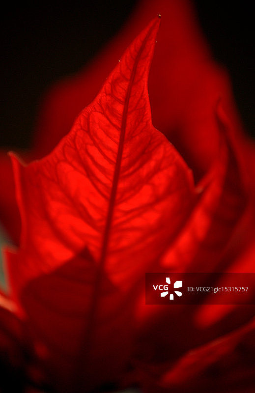 一品红图片素材