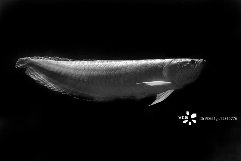 金龙鱼图片素材